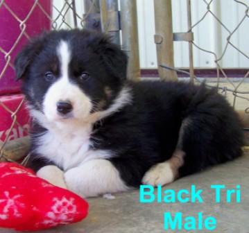 Black Tri female